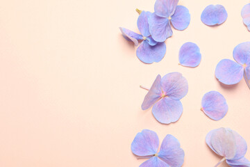 Beautiful hortensia flowers on pale light beige background, flat lay. Space for text