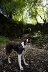 jack russell terrier