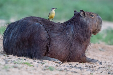 Fototapeta premium The capybara (Hydrochoerus hydrochaeris) and the bird.
