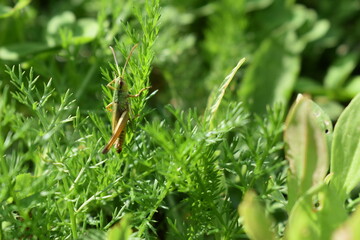 grasshopper in green grass close up