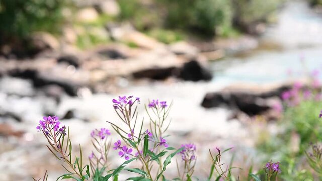 purple wildflowers along a forest stream - soft focus