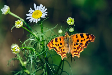 C-Falter ( Polygonia c-album, Syn.: Nymphalis c-album ).