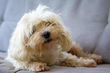 portrait of a white dog