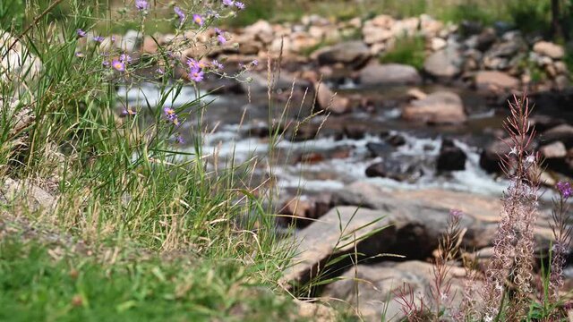 Fall River In Estes Park - Soft Focus