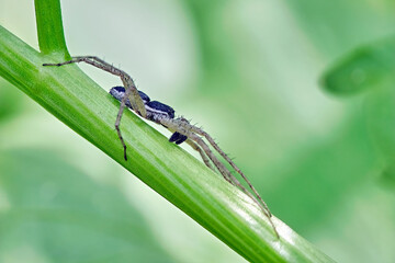 Philodromus dispar.