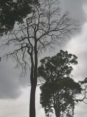 Tree of dark