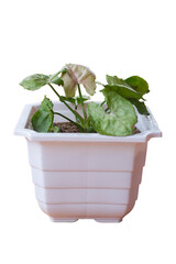 Beautiful pastel pink exotic Syngonium Podophyllum vine plant in small white flower pot on table in living room. clipping path included