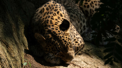 A leopard sleeping