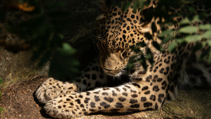 A leopard resting under a tree