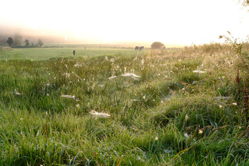Früh morgens beim Sonnenaufgang auf den Wiesen zwischen den Spinnennetzen
