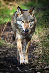 Europäischer Wolf ( Canis lupus ).