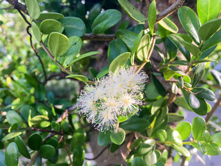 Boxleaf Eugenia's flower (Syzygium buxifolium)