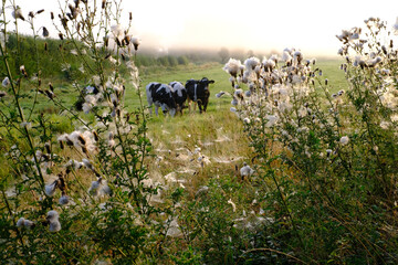 Rinder weiden in der Natur auf dem letzten Gras im Herbst