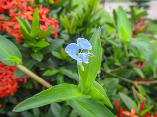Macro photo of commelina diffusa (climbing dayflower or spreading dayflower)