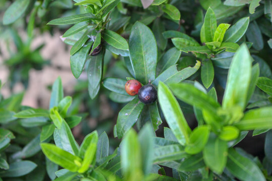 Murraya paniculata or Orange jessamine red fruits, outdoor tropical plants.