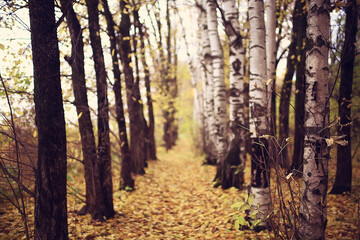Fototapeta premium golden autumn forest landscape, mixed forest view, taiga, nature in october