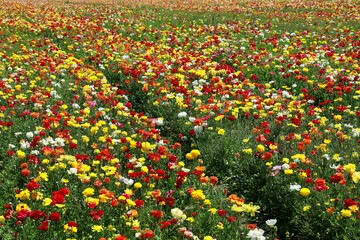 Rows of colorful tulips on the field. Colorful flower field. 