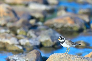 plover bird in nature / wild migratory bird, small plover necktie