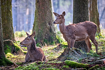 Rotwild ( Cervus elaphus ).