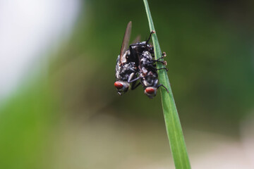 The flies were fertilizing beautifully on the blades of grass.