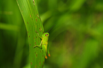 Grasshoppers perched beautifully on the blades of grass.