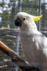 Kakadu