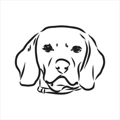 Decorative portrait of standing in profile beagle, vector isolated illustration in black color on white background