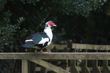 Muscovy duck	