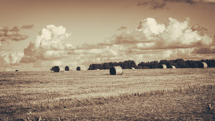 vintage old style landscape in Latvia with hay stacks, cloudy sky and forest in distance.