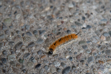 Caterpillar on Aggregate