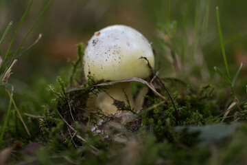 Small death cap (Amanita phalloides) growing in nature