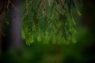 green forest miniature in the morning. Green fir or spruce tree branch with sharp needles. Natural green background and texture. Small branches look like net.