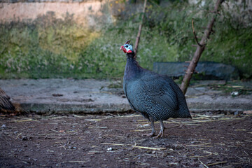 A guinea fowl pecking on some lawn outside the house on a sunny day