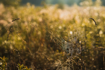 spider web in a grass in summer