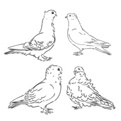 Pigeons. Design set. Hand drawn engraving. Editable vector vintage illustration. Isolated on light background. decorative pigeons vector sketch