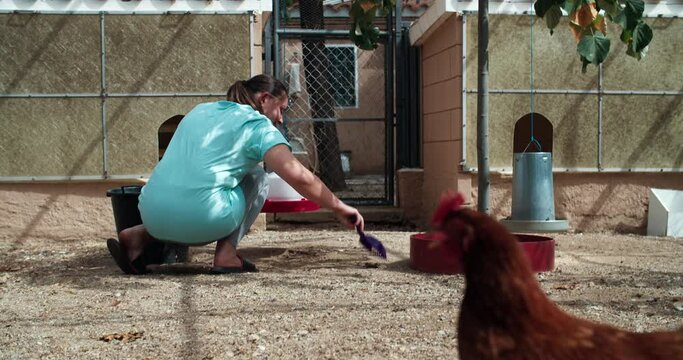 Young Woman Is Cleaning Ground Of Chicken Coop From Poops On Her Rustic House In Catalonia Spain At One Summer And Sunny Day, Chickens Walking Around Looking For Some Food