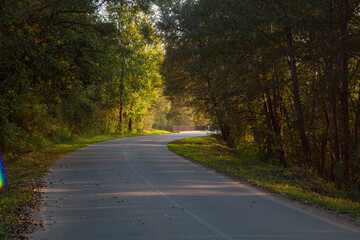 Fototapeta premium road in the forest