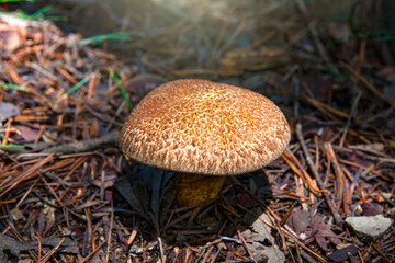 Close-up shot of a mushroom grown in the mountains.
