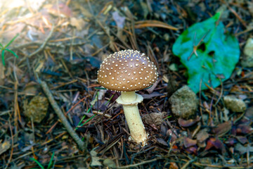 Close-up shot of a mushroom grown in the mountains.