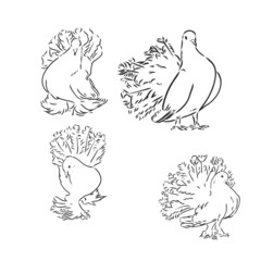 Pigeons. Design set. Hand drawn engraving. Editable vector vintage illustration. Isolated on light background. decorative pigeons vector sketch