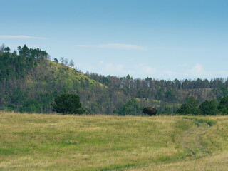 American bison blending into the landscape