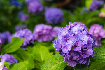 雨に滴る紫陽花