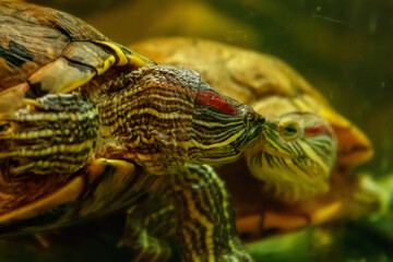 Beautiful turtle swims in the water