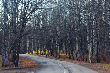 autumn season landscape in park, view of yellow trees alley background