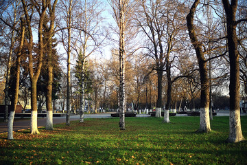 autumn season landscape in park, view of yellow trees alley background