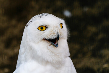 Naklejka premium beautiful white owl with yellow eyes and beak