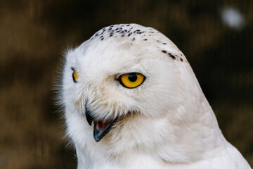 beautiful white owl with yellow eyes and beak