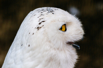 Obraz premium beautiful white owl with yellow eyes and beak