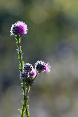 Pinkish purple flowers of the Australian native myrtle Kunzea capitata, family Myrtaceae, growing in heath in Sydney, NSW, Australia. Spring flowering in sunny, damp heathland
