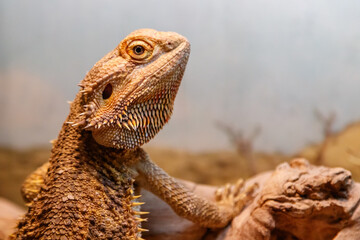 Beautiful Lizard Bearded Agama, Pogona vitticeps